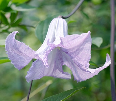 クレマチス　'ベティー・コーニング'　系統：ビチセラ系　12cmポット