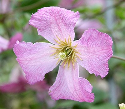 クレマチス　'メロディー'　系統：ビチセラ系　12cmポット