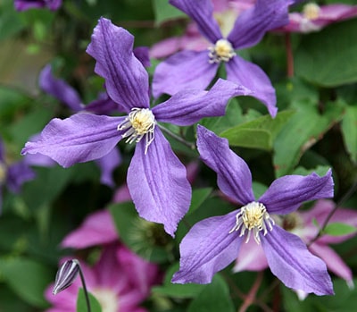 55＊インテグリフォリア系クレマチス（ロウグチ） 2年苗 55＊インテグ