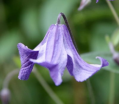 クレマチス 'ブルー・レイン' 系統：インテグリフォリア系 12cmポット