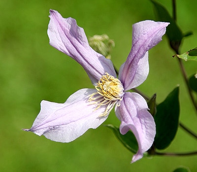 クレマチス 'ミルキー・ウェイ' 系統：インテグリフォリア系 12cm