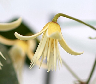 クレマチス 'ロウレイロアナ 系統：フラミュラ系 12cmポット