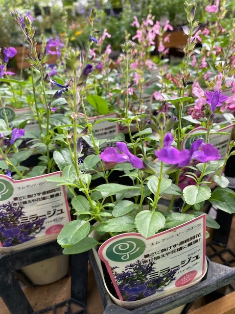 サルビア・ミラージュ（チェリーセージ・バイオレット） 耐寒性宿根草