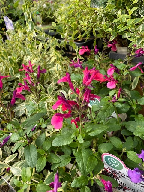 サルビア ミラージュ チェリーセージ レッド 耐寒性宿根草 10 5cm 宿根草 バラとハーブの専門ショップ 大神 おおが ファーム