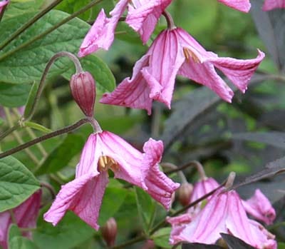 クレマチス　'ヘザー・ハーシェル'　系統：インテグリフォリア系　12cmポット