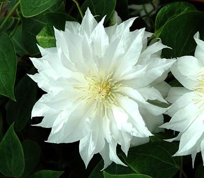 クレマチス　’アークティック・クイーン’　系統：パテンス八重系　12cmポット《予約苗　2月下旬～3月頃お届け予定》