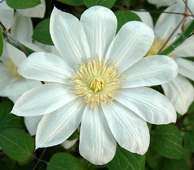 クレマチス　’満州黄’　系統：パテンス系　12cmポット