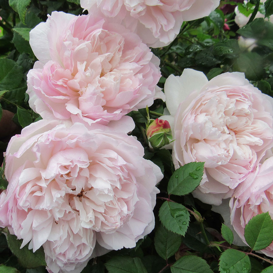 ソワイユ（大苗）7号鉢植え　F&Gローズ　ローズアロマティークシリーズ　バラ苗　《契約品種》