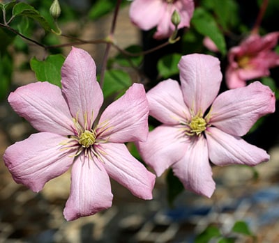 クレマチス　’アイノ―ル’　系統：パテンス系　12cmポット