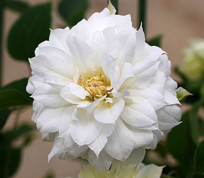 クレマチス　’庭のよろこび’　系統：パテンス八重系　12cmポット《予約苗　2月下旬～3月頃お届け予定》