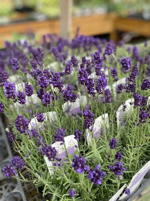 グラッポニア　ラベンダー　希少 イングリッシュラベンダー ”バレンス・ダークバイオレット” ハーブ苗