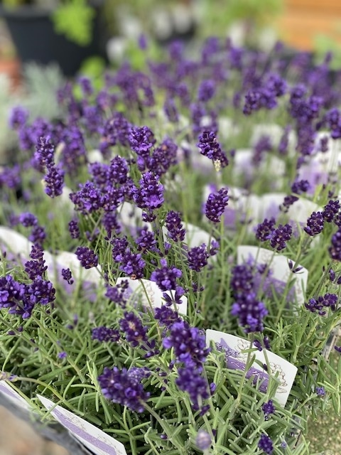 イングリッシュラベンダー　”バレンス・ダークバイオレット”　ハーブ苗　二季咲き　北海道ラベンダー　耐寒性宿根草　9cmロングポット