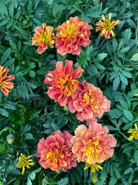 フレンチマリーゴールド・ストロベリーブロンド　3.5号ポット