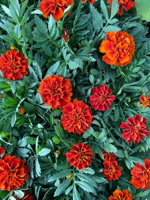 フレンチマリーゴールド・ファイアーボール　　3.5号ポット