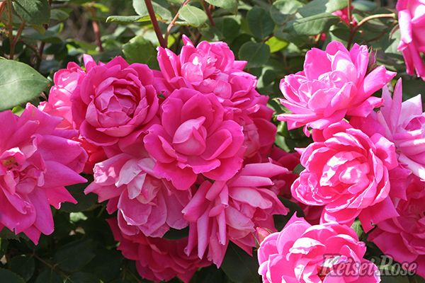 ローズさま専用 ピンク・ダブル・ノック・アウト（大苗予約）7号鉢植え 四季咲き中輪房