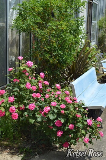 ローズさま専用 ピンク・ダブル・ノック・アウト（大苗予約）7号鉢植え 四季咲き中輪房