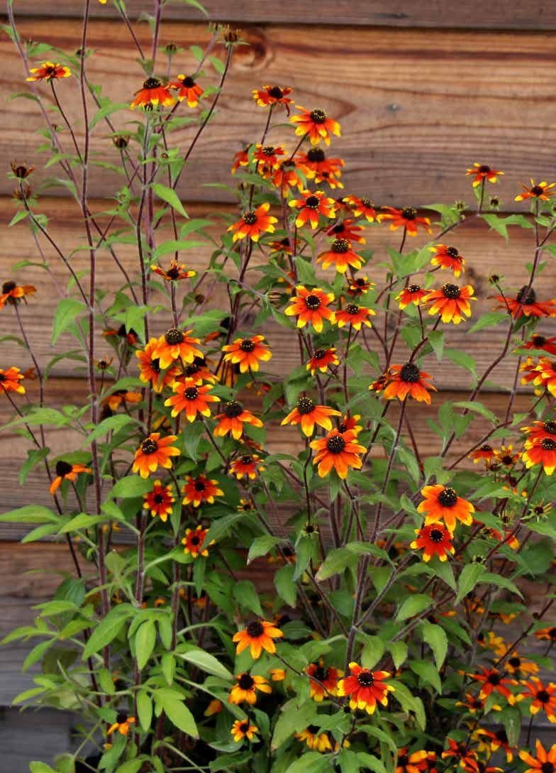 ルドベキア ‘ プレーリーグロー’　宿根草  10.5cmポット