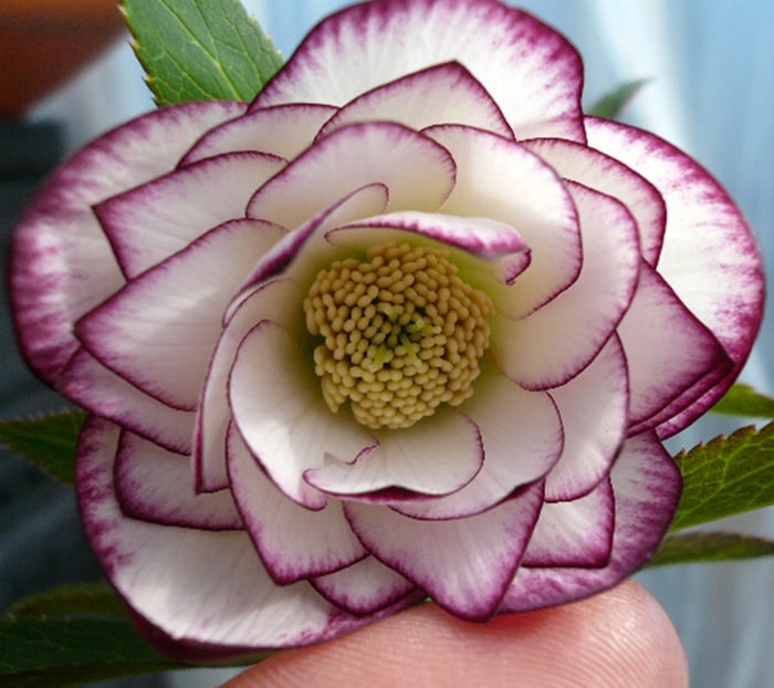 クリスマスローズ　ピコティーダブル　5号スリット鉢