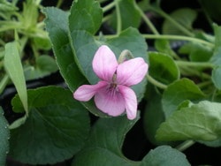 スイートバイオレット（ニオイスミレ） ピンク 一重 ハーブ苗 9cm