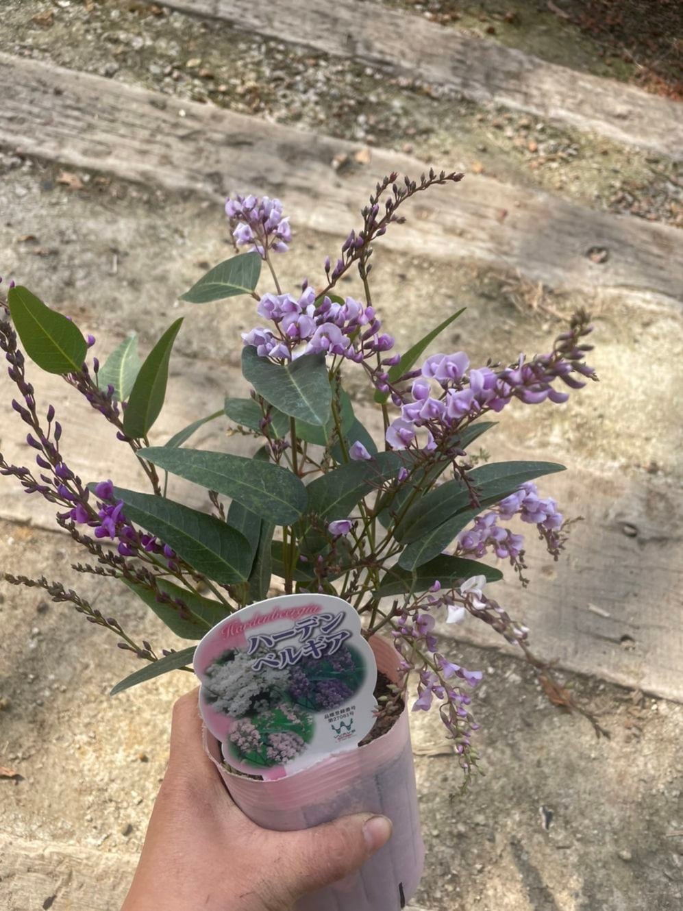 ハーデンベルギア   3品種ミックス植え　つる性　9cmロングポット