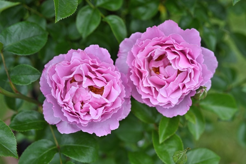 新品種バラ苗八号鉢大苗