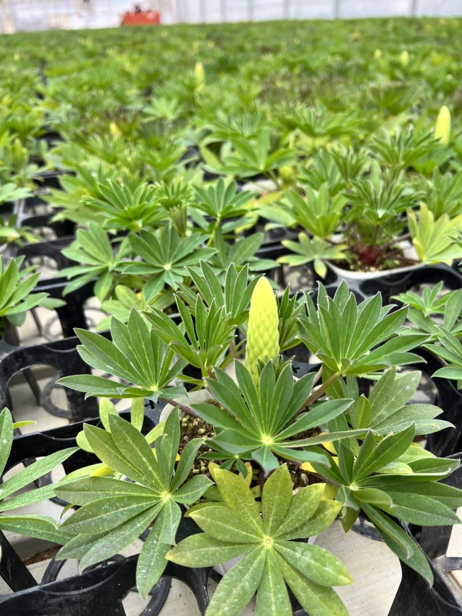 ルピナス  ”スプリングスマイル” ミックス　宿根草　10.5cmポット