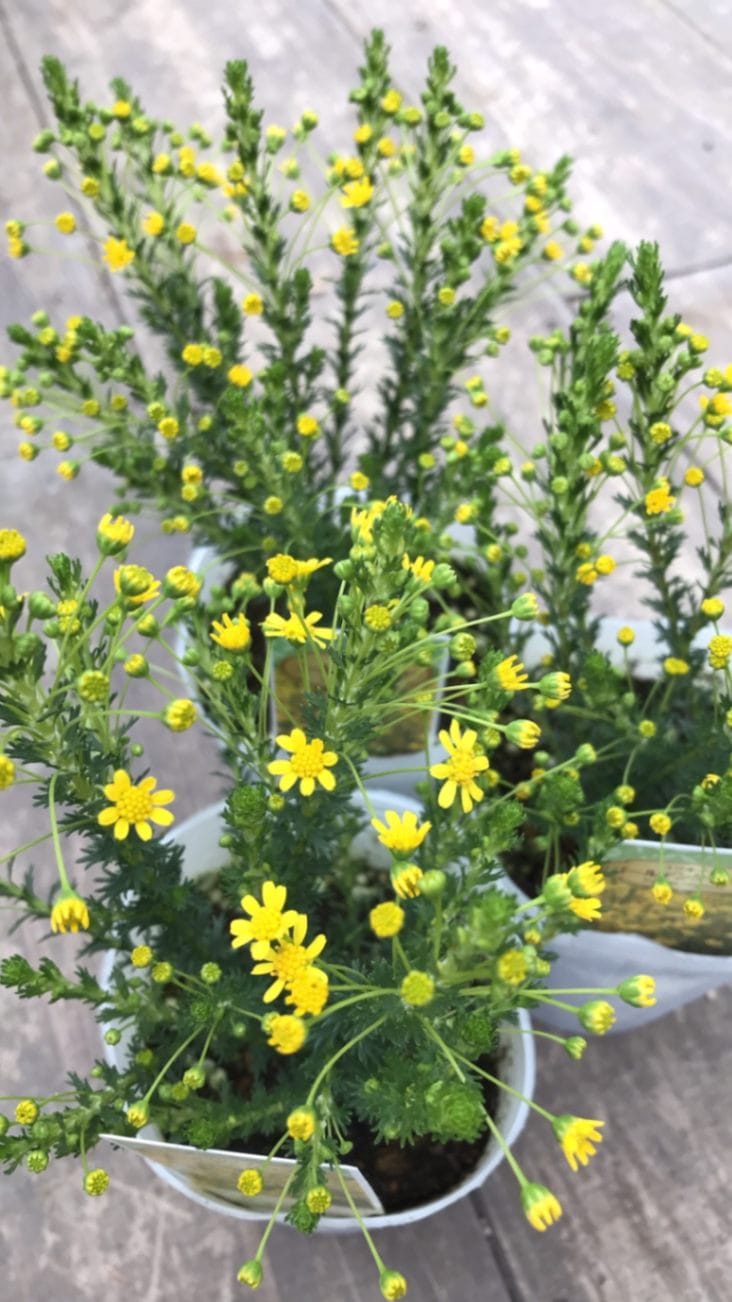 ゴールデンクラッカー 　宿根草　9cmロングポット