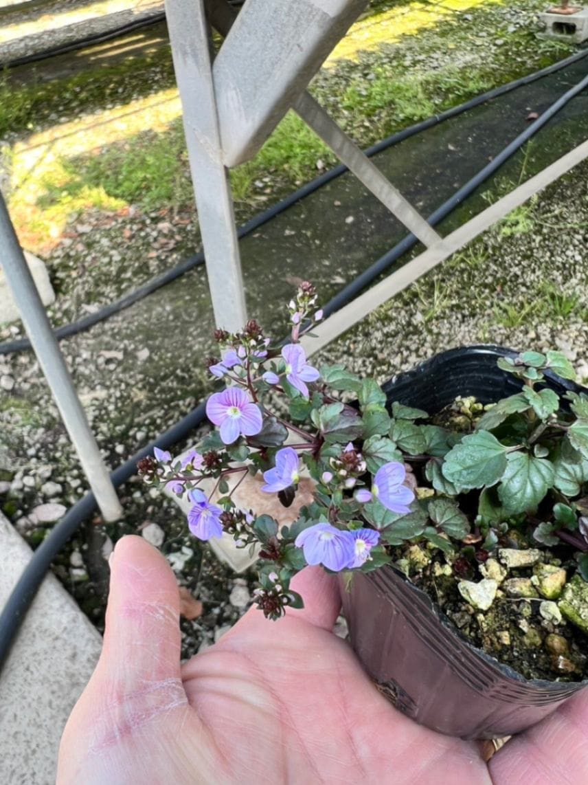 ベロニカ　’ウォーターペリーミックス’　宿根草　9cmポット