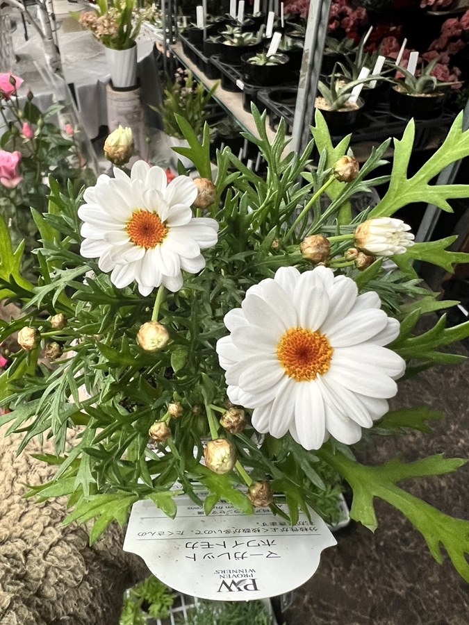 マーガレット 'ホワイトモカ' 宿根草 10.5cmポット | 宿根草 | | バラ