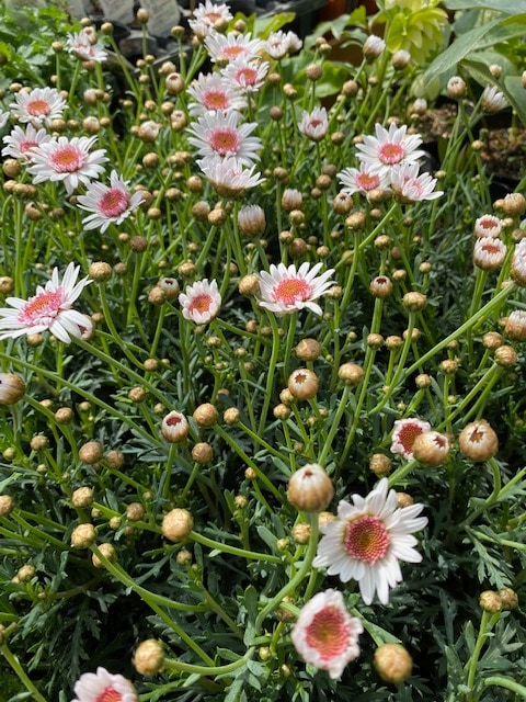 花苗・珍しい初夏咲き・大輪・大株・マーガレット・宿根草 花苗・珍しい初夏咲き・大輪・大株・マーガレット・宿根草