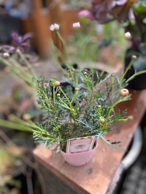 マーガレット 'あずきちゃん' 宿根草 10.5cmポット | 宿根草 | | バラ