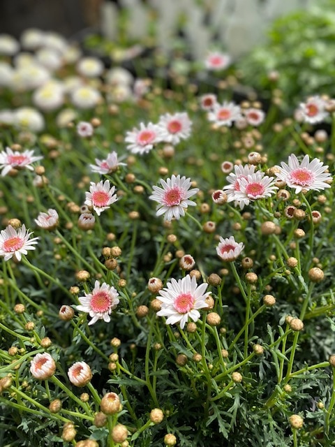 マーガレット 'あずきちゃん' 宿根草 10.5cmポット | 宿根草 | | バラ