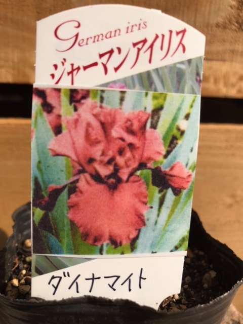 ジャーマンアイリス 'ダイナマイト' 球根植物 | 宿根草 | | バラと