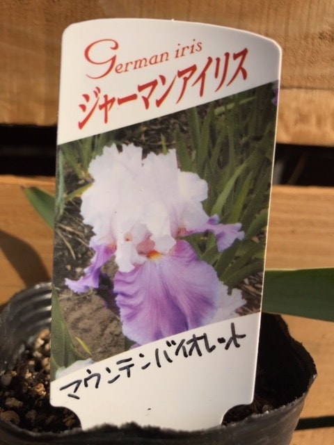 ジャーマンアイリス 'マウンテンバイオレット' 球根植物 | 宿根草