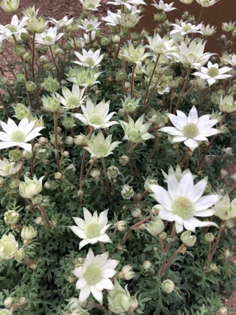 フランネルフラワー’　天使のウインク　多年草　10.5cmロングポット