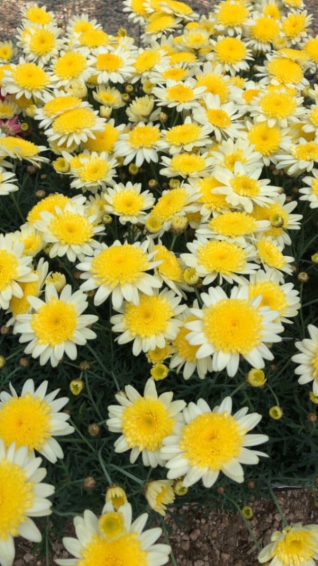 マーガレット ”ソレミオ”　宿根草　10.5cmポット