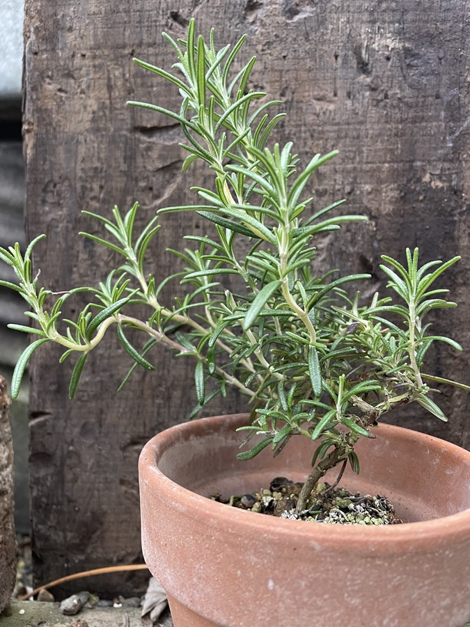 ローズマリープラグ苗200本 ローズマリープラグ苗200本 ハーブ ローズマリー 選べる5種 3.5寸ポット |