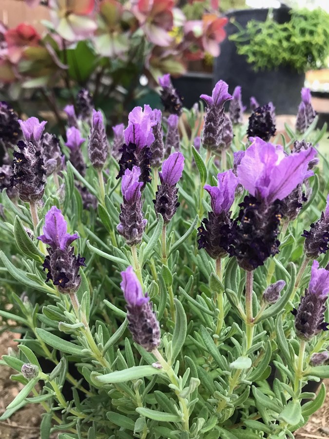 ストエカスラベンダー ”バンデラパープル” 宿根草 10.5cmポット