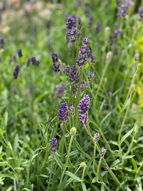 イングリッシュラベンダー 