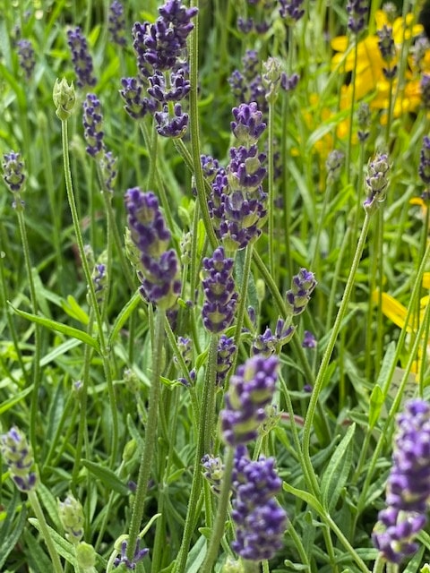 イングリッシュラベンダー　