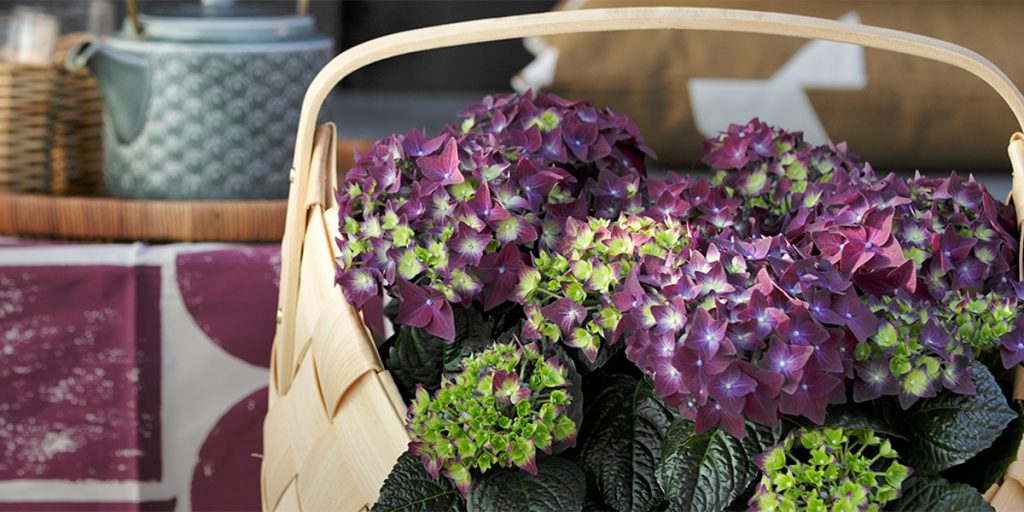 【花苗】ハイドランジア　ディープパープル　大苗 タグ付き正規品　ポット毎発送　★ 花苗】ハイドランジア ディープパープル 大苗 タグ付き正規品 ポット毎