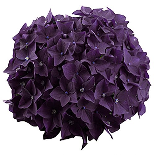 ハイドランジア 