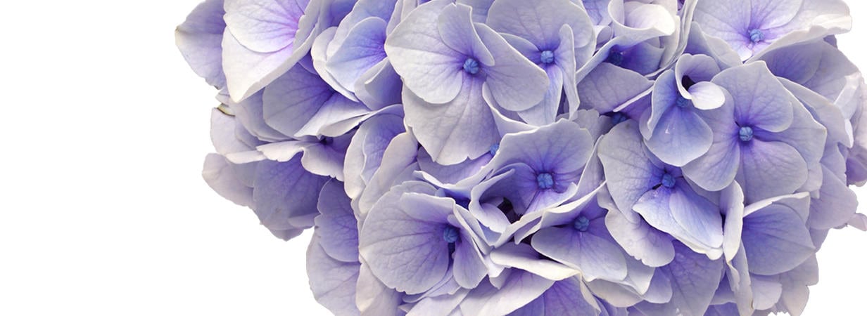 ハイドランジア　