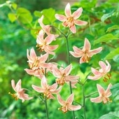 マルタゴンリリー　 ピンクモーニング 　 宿根草　12cmポット