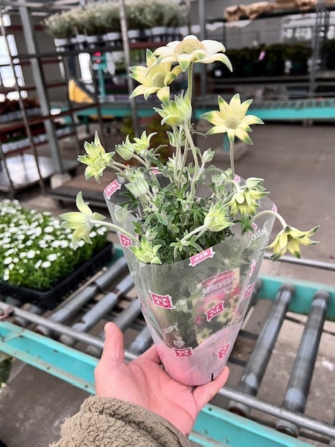 フランネル/ミリヤオリジナル/フランネルフラワーの爽やかハーバリウム  