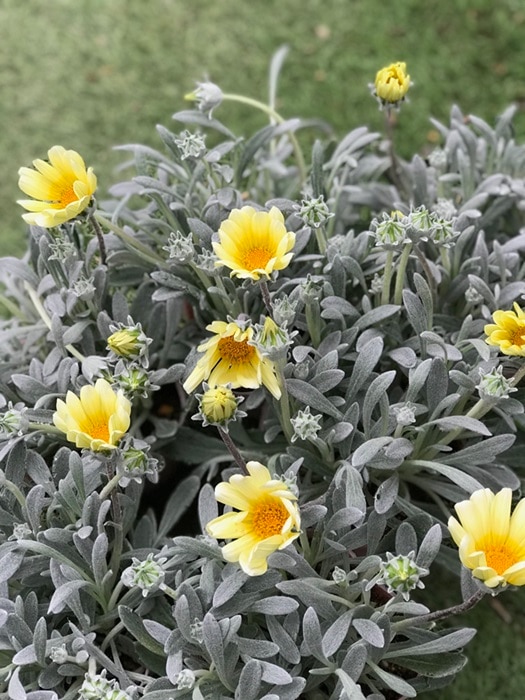 ガザニア・ビースト 