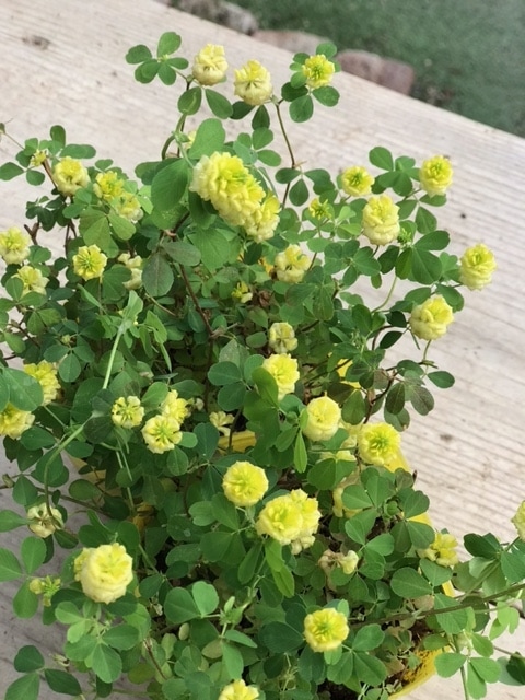 トリフォニウム 