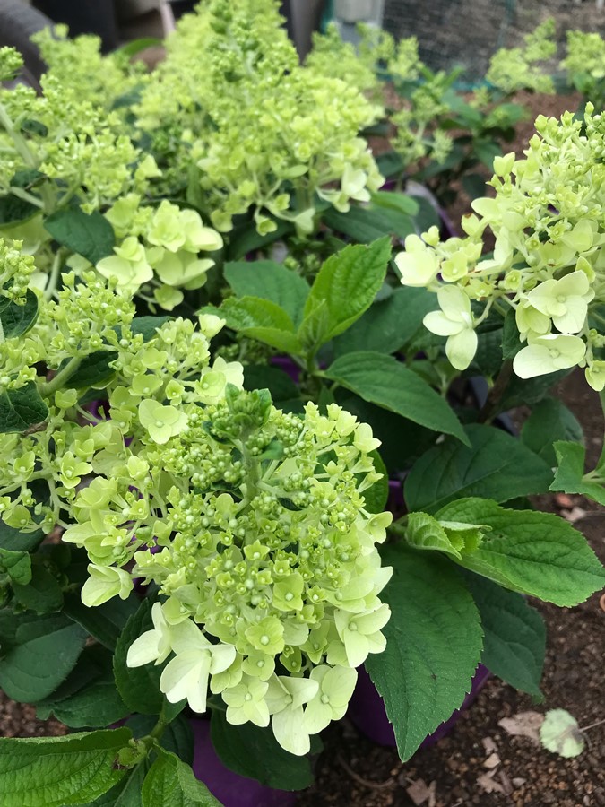 ノリウツギ・リトルホッティ　落葉樹　6号鉢植え