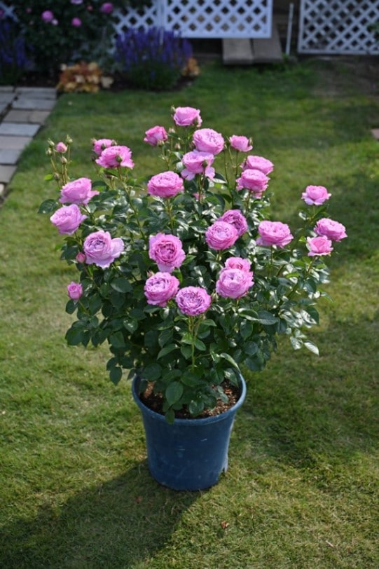 アレキサンドラ・ダビッド・ニール（大苗予約）7号鉢植え デルバール