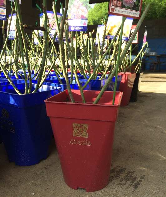 プリュネル（大苗予約）7号鉢植え 河本バラ園 Kawamoto Brand Roses